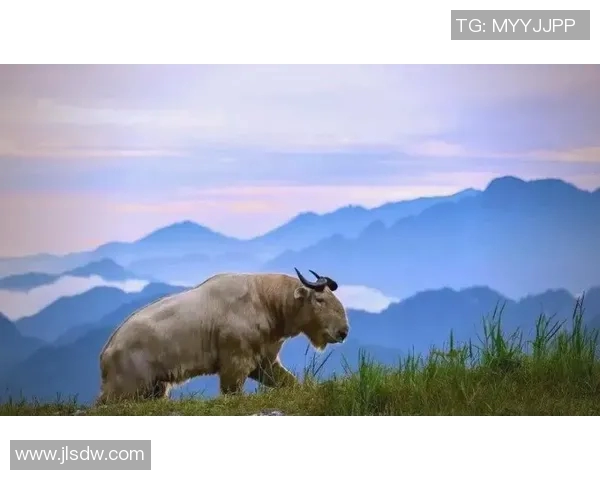 探索阿拉巴的魅力与文化遗产揭示其在历史长河中的独特地位与影响力